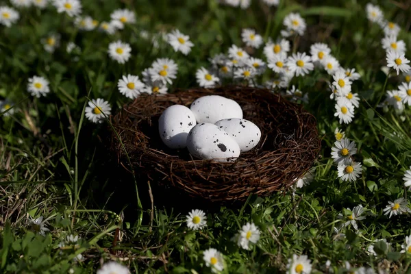 Kleurrijke Paaseieren Vogelnest Tussen Madeliefjes — Stockfoto