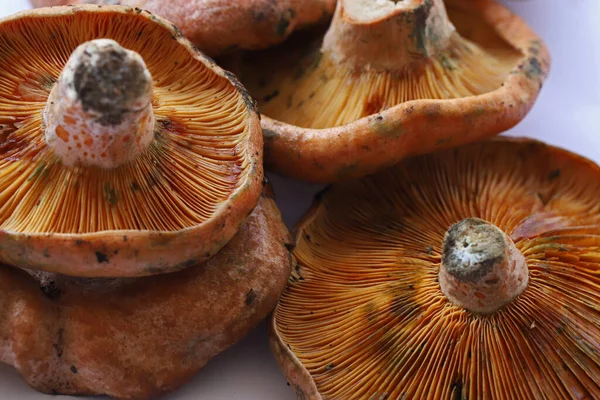 Cintar Kanlca Mushroom Lactarius Salmonicolor — Stock Photo, Image