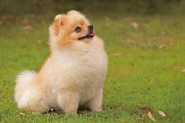 Şirin Pomeranian boo cins köpeği.