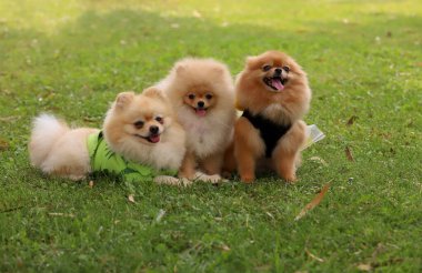 Şirin Pomeranya köpekleri.