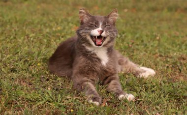 Yeşil çimenlikteki sevimli kedi..