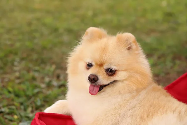 Cute Pomeranian Pies Rasy Boo — Zdjęcie stockowe