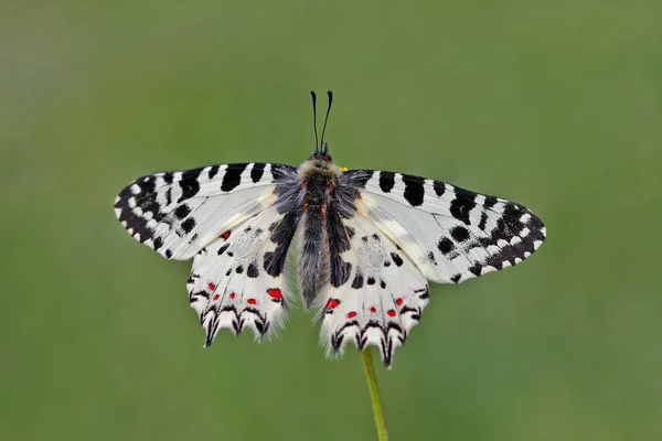 Forest Scallop Butterfly Zerynthia Cerisyi — Stock Photo, Image