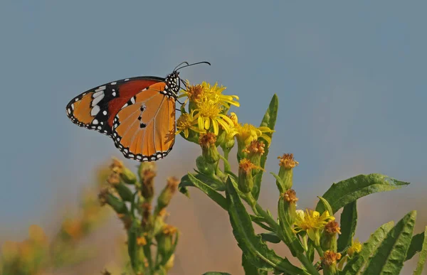 Sultan Butterfly Danaus Chrysippus — стокове фото