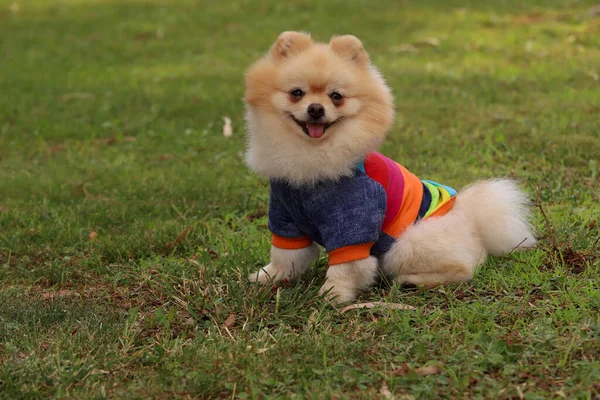 Cute Pomeranian Boo Breed Dog Stock Photo by mylasa 432634520