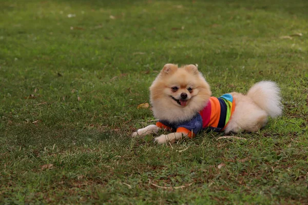 Cão Bonito Raça Pomeranian Boo — Fotografia de Stock