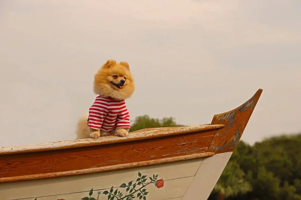 Cão Bonito Raça Pomeranian Boo — Fotografia de Stock
