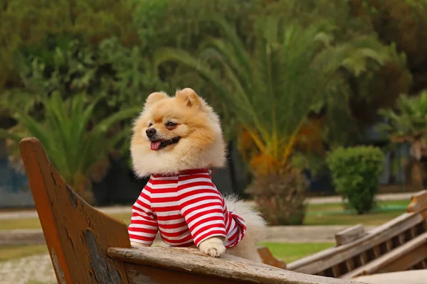 Şirin Pomeranian boo cins köpeği.