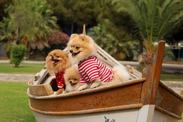 Cães Raça Bonito Pomeranian Boo — Fotografia de Stock