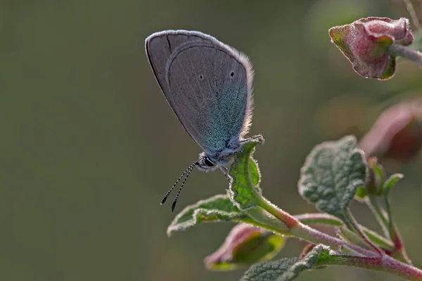 Motyl Czarnooki Glaucopsyche Alexis — Zdjęcie stockowe