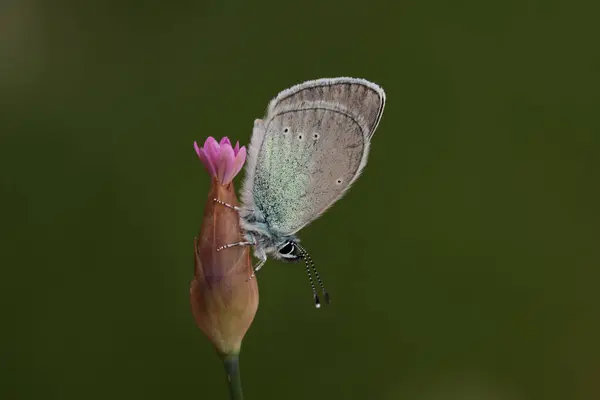 Ojos Negros Mariposa Glaucopsyche Alexis —  Fotos de Stock