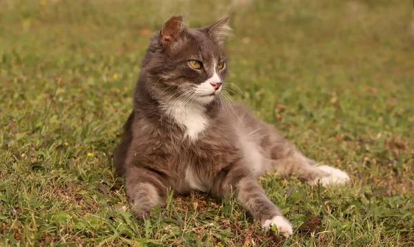 緑の芝生の上でかわいい猫 — ストック写真