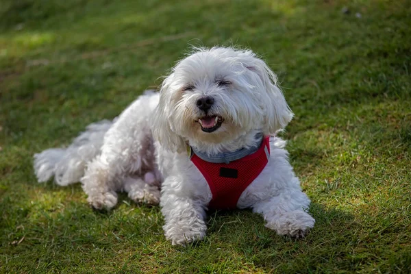 Cão Pequeno Bonito Cor Branca Grama — Fotografia de Stock