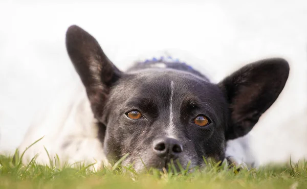 Netter Hund Von Schwarzer Und Weißer Farbe — Stockfoto