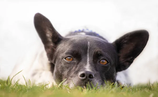 Cute Dog Black White Color — Stock Photo, Image