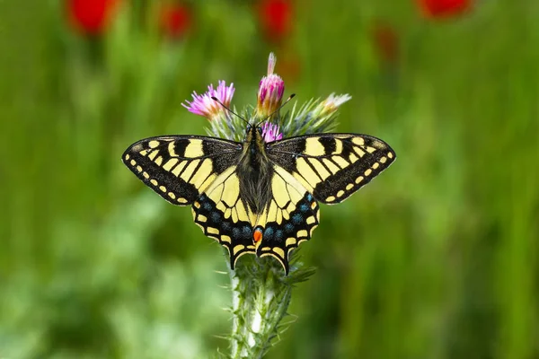 Papillon Queue Hirondelle Papilio Machaon — Photo