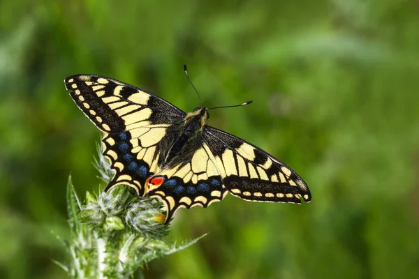 Ласточковая Бабочка Papilio Machaon — стоковое фото