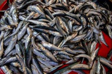 Pazarda taze sardalya