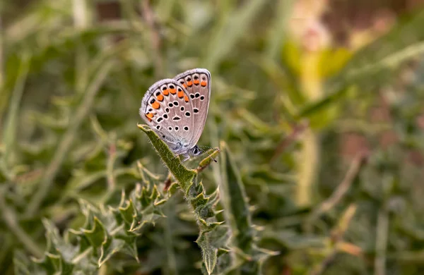 아나톨리아 Browneye Butterfly Plebejus Modicus — 스톡 사진