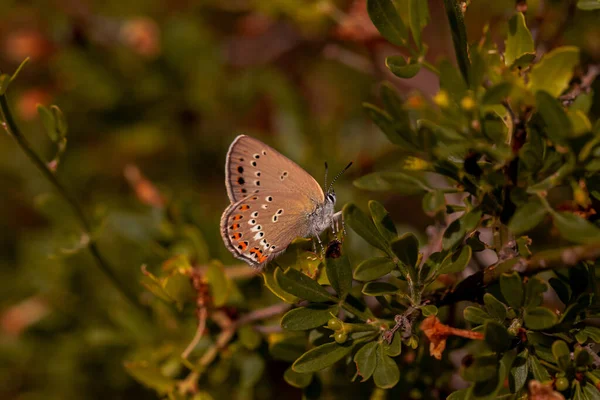 Borboleta Amor Manchado Pequeno Satyrium Ledereri — Fotografia de Stock