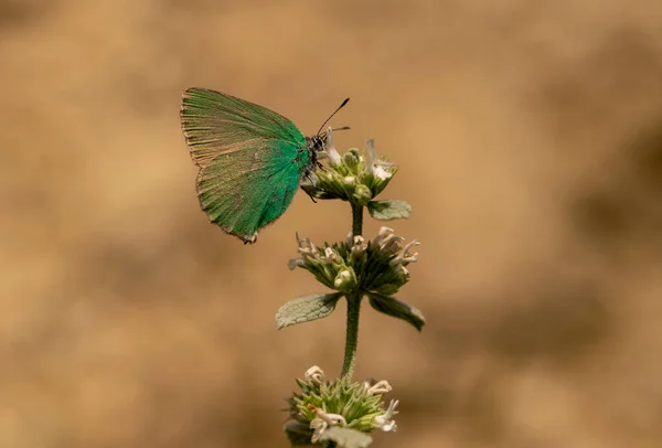 Emerald Butterfly Plant Callophrys Rubi — Stock Photo, Image