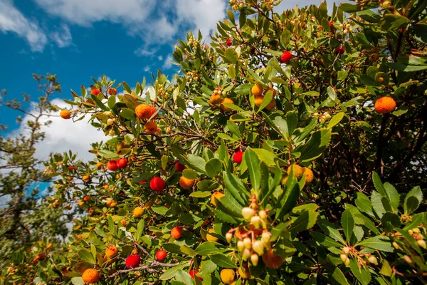 Fresa Silvestre Fragaria Vesca — Foto de Stock