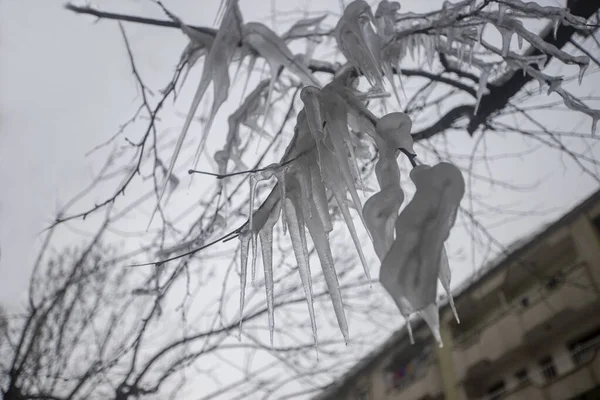 Fait Très Froid Degrés Arbre Avec Des Stalactites Glace — Photo