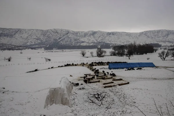 Schafe Und Ziegen Leben Schnee Und Kälte — Stockfoto
