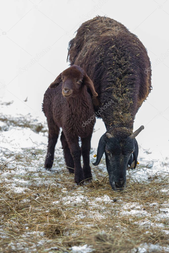 Mother sheep and cub. Kara sheep eating hay.