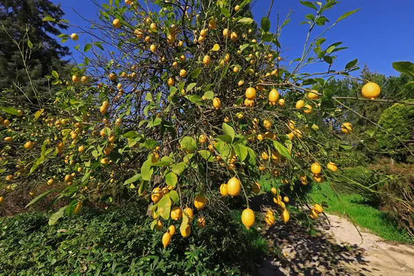 Vendemmia Limoni Ingialliti Vitamina — Foto Stock