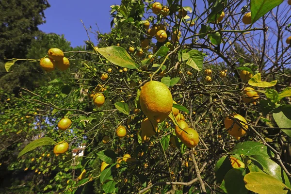 Vendemmia Limoni Ingialliti Vitamina — Foto Stock
