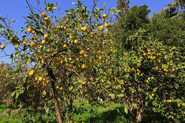 Czas Zbiorów Żółte Cytryny Witamina — Zdjęcie stockowe