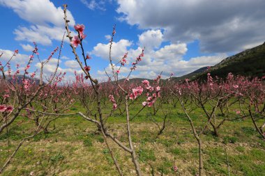 Şeftali ağaçları baharda çiçek açar. Pembe renkleriyle çok güzeller..