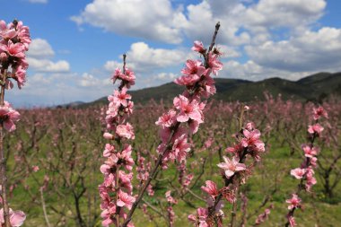 Şeftali ağaçları baharda çiçek açar. Pembe renkleriyle çok güzeller..