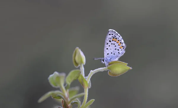 Borboleta Azul Himalaia Pseudophilotes Vicrama — Fotografia de Stock