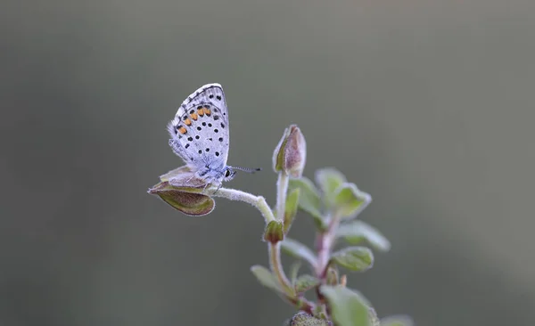 Mariposa Azul Del Himalaya Pseudophilotes Vicrama —  Fotos de Stock