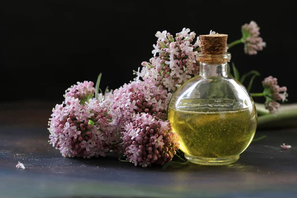 Óleo Gato Óleo Valeriana Officinalis — Fotografia de Stock