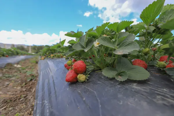 Fresas Frescas Jardín —  Fotos de Stock