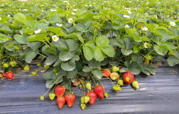 Fresas Frescas Jardín —  Fotos de Stock