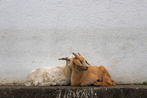 Cabras Descansando Sombra — Fotografia de Stock