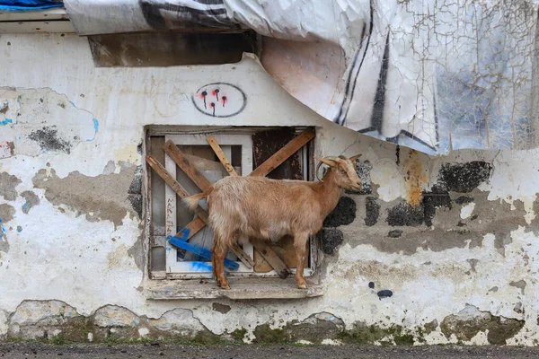 Weathered building, Goat resting in the old window.