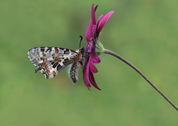 Foresta Capesante Farfalla Fiore Zerynthia Cerisyi — Foto Stock