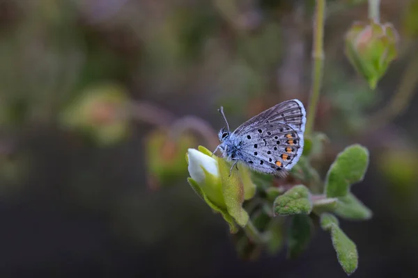 Himalaia Borboleta Azul Planta Pseudophilotes Vicrama — Fotografia de Stock