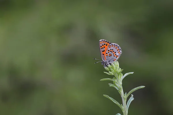 Akbes Mariposa Comadreja Tomares Nesimachus — Foto de Stock