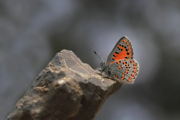 Akbes Weasel Papillon Tomares Nesimachus — Photo