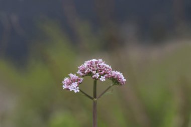 İlkbaharda bir Valerian fabrikasının yakın çekimi.