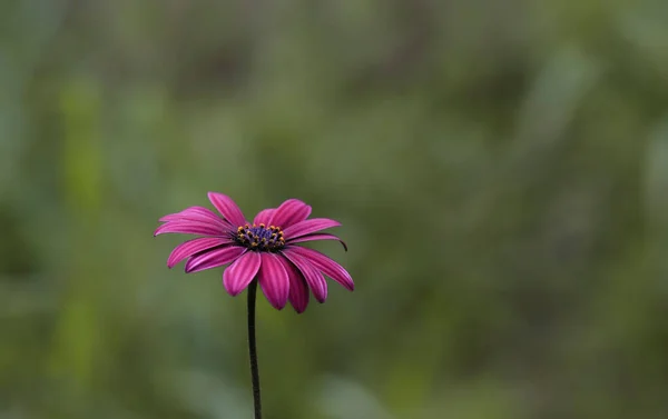 Basement Daisy Flower Osteospermum Ecklonis — Stock Photo, Image