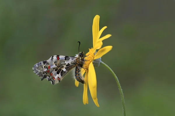 Papillon Pétoncle Forestier Sur Plante Zerynthia Cerisyi — Photo