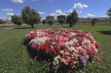 toprak açelya çiçeği; godetia