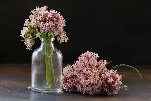 Baldrianblüte Valeriana Officinalis Auf Holztisch Und Kleiner Flasche — Stockfoto
